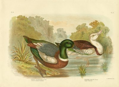 Kastanienfarbener Schildrake oder Australischer Schellente, 1891 von Gracius Broinowski